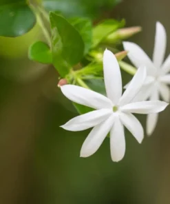 Downey Jasmine Live Plant - Jasminum Multiflorum Shrub, White Flowers, 5-8 Inch Tall - Image 4