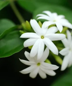 Downey Jasmine Live Plant - Jasminum Multiflorum Shrub, White Flowers, 5-8 Inch Tall - Image 5