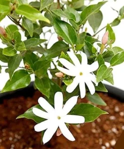 Downey Jasmine Live Plant - Jasminum Multiflorum Shrub, White Flowers, 5-8 Inch Tall - Image 6