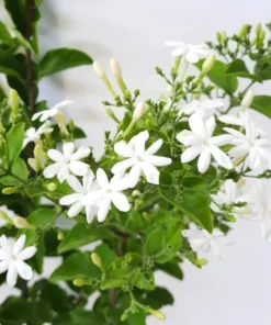 Downey Jasmine Live Plant - Jasminum Multiflorum Shrub, White Flowers, 5-8 Inch Tall - Image 7