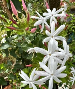 Downey Jasmine Live Plant - Jasminum Multiflorum Shrub, White Flowers, 5-8 Inch Tall - Image 8