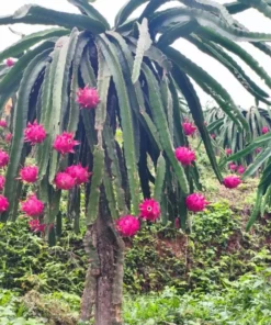 Dragon Fruit Live Plant Climbing Cactus Vine - Sweet Pitahaya - 2-3 Ft Tall in 3 Gallon Pot - Image 2