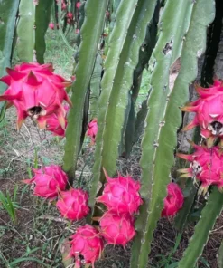 Dragon Fruit Live Plant Climbing Cactus Vine - Sweet Pitahaya - 2-3 Ft Tall in 3 Gallon Pot - Image 3