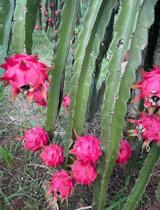 Dragon Fruit Live Plant Climbing Cactus Vine - Sweet Pitahaya - 2-3 Ft Tall in 3 Gallon Pot - Image 3