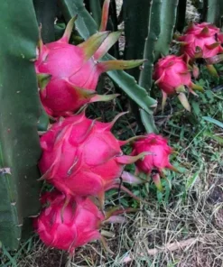 Dragon Fruit Live Plant Climbing Cactus Vine - Sweet Pitahaya - 2-3 Ft Tall in 3 Gallon Pot - Image 1