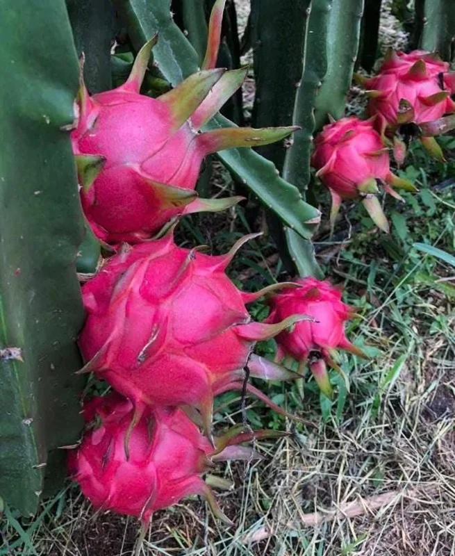 Dragon Fruit Live Plant Climbing Cactus Vine - Sweet Pitahaya - 2-3 Ft Tall in 3 Gallon Pot - Image 1