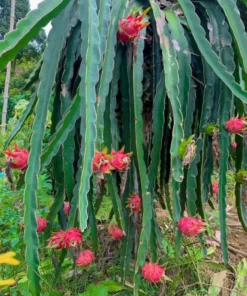 Dragon Fruit Live Plant Climbing Cactus Vine - Sweet Pitahaya - 2-3 Ft Tall in 3 Gallon Pot - Image 5