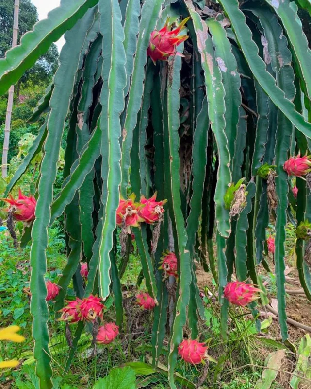 Dragon Fruit Live Plant Climbing Cactus Vine - Sweet Pitahaya - 2-3 Ft Tall in 3 Gallon Pot - Image 5