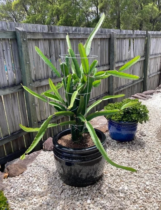 Dragon Fruit Live Plant Climbing Cactus Vine - Sweet Pitahaya - 2-3 Ft Tall in 3 Gallon Pot - Image 6