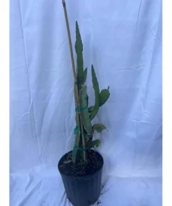 Dragon Fruit Live Plant Climbing Cactus Vine - Sweet Pitahaya - 2-3 Ft Tall in 3 Gallon Pot - Image 7