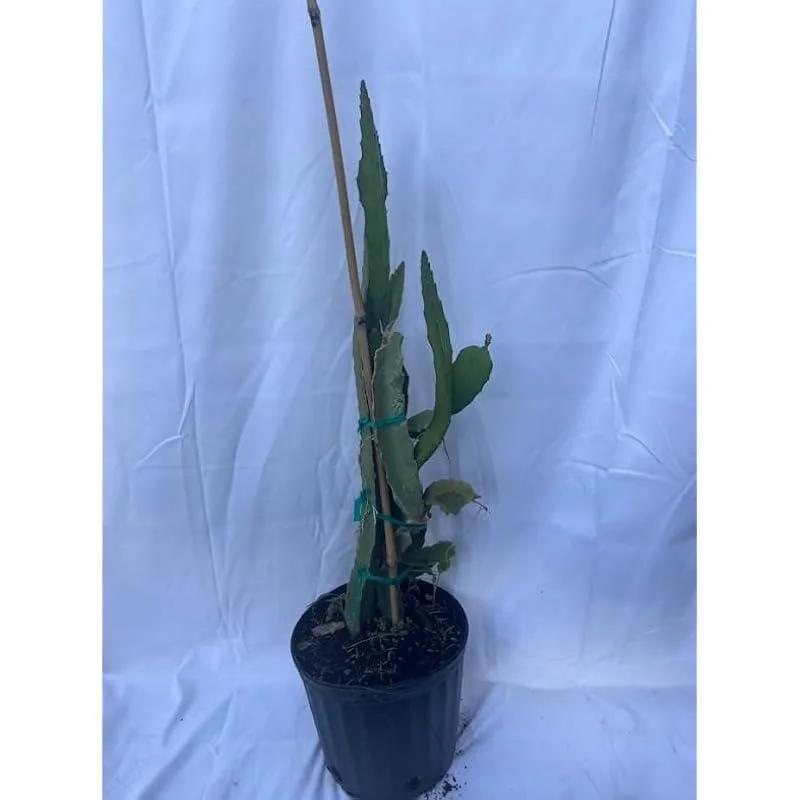 Dragon Fruit Live Plant Climbing Cactus Vine - Sweet Pitahaya - 2-3 Ft Tall in 3 Gallon Pot - Image 7