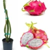 Dragon Fruit Live Plant - White Flesh, 2-3 Ft Tall, 3 Gallon Pot, Tropical - Image 1