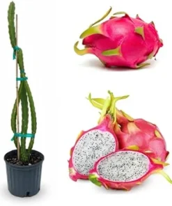 Dragon Fruit Live Plant - White Flesh, 2-3 Ft Tall, 3 Gallon Pot, Tropical - Image 1
