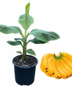 Dwarf Cavendish Banana Tree Live Plant - Tropical Fruit, 3 Gallon Pot, 2-3 ft Tall - Image 4