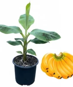 Dwarf Cavendish Banana Tree Live Plant - Tropical Fruit, 3 Gallon Pot, 2-3 ft Tall - Image 5