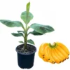 Dwarf Cavendish Banana Tree Live Plant - Tropical Fruit, 3 Gallon Pot, 2-3 ft Tall - Image 1