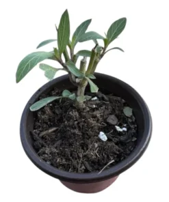 Dwarf Mexican Petunia Live Plant - Purple Katie's Ruellia Brittoniana - 2 to 4 Inch Tall, 4 Inch Pot - Outdoor - Image 10