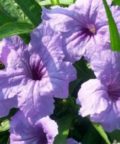Dwarf Mexican Petunia Live Plant - Purple Katie's Ruellia Brittoniana - 2 to 4 Inch Tall, 4 Inch Pot - Outdoor - Image 2
