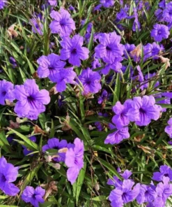 Dwarf Mexican Petunia Live Plant - Purple Katie's Ruellia Brittoniana - 2 to 4 Inch Tall, 4 Inch Pot - Outdoor - Image 3