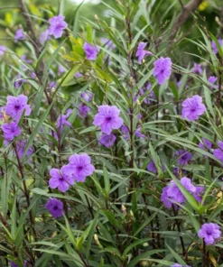 Dwarf Mexican Petunia Live Plant - Purple Katie's Ruellia Brittoniana - 2 to 4 Inch Tall, 4 Inch Pot - Outdoor - Image 4