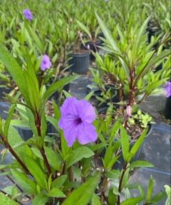 Dwarf Mexican Petunia Live Plant - Purple Katie's Ruellia Brittoniana - 2 to 4 Inch Tall, 4 Inch Pot - Outdoor - Image 5