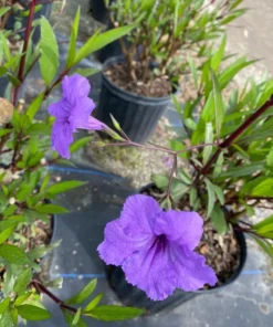 Dwarf Mexican Petunia Live Plant - Purple Katie's Ruellia Brittoniana - 2 to 4 Inch Tall, 4 Inch Pot - Outdoor - Image 6