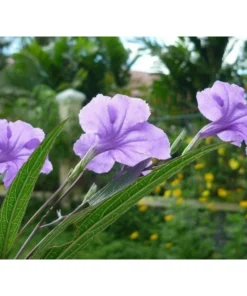 Dwarf Mexican Petunia Live Plant - Purple Katie's Ruellia Brittoniana - 2 to 4 Inch Tall, 4 Inch Pot - Outdoor - Image 7