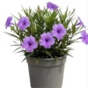 Dwarf Mexican Petunia Live Plant - Purple Katie's Ruellia Brittoniana - 2 to 4 Inch Tall, 4 Inch Pot - Outdoor - Image 1