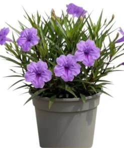 Dwarf Mexican Petunia Live Plant - Purple Katie's Ruellia Brittoniana - 2 to 4 Inch Tall, 4 Inch Pot - Outdoor - Image 1