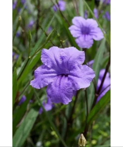 Dwarf Mexican Petunia Live Plant - Purple Katie's Ruellia Brittoniana - 2 to 4 Inch Tall, 4 Inch Pot - Outdoor - Image 8