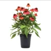 Echinacea Artisan Red Ombre Live Plant Plug - 1"-3" Tall Perennial - Image 1