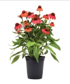 Echinacea Artisan Red Ombre Live Plant Plug - 1"-3" Tall Perennial - Image 1