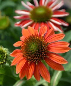 Echinacea Artisan Red Ombre Live Plant Plug - 1