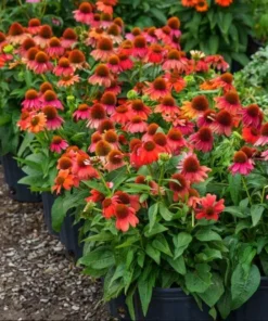 Echinacea Artisan Red Ombre Live Plant Plug - 1