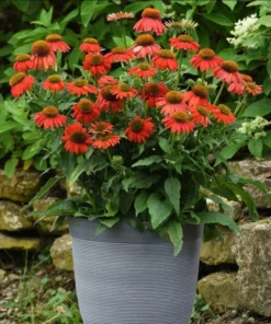 Echinacea Artisan Red Ombre Live Plant Plug - 1