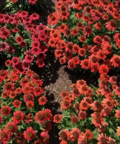 Echinacea Artisan Red Ombre Live Plant Plug - 1