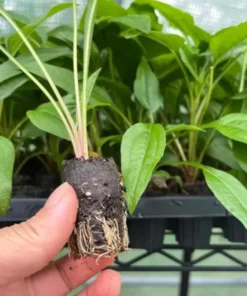 Echinacea Artisan Red Ombre Live Plant Plug - 1