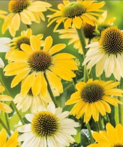 Echinacea Mellow Yellow Live Plant Plug - 1-3" Tall Starter, Attracts Butterflies & Hummingbirds, Outdoor - Image 2