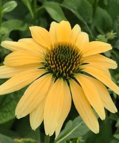 Echinacea Mellow Yellow Live Plant Plug - 1-3