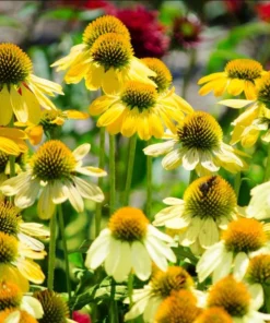 Echinacea Mellow Yellow Live Plant Plug - 1-3
