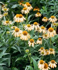 Echinacea Mellow Yellow Live Plant Plug - 1-3