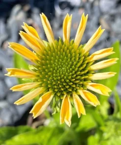 Echinacea Mellow Yellow Live Plant Plug - 1-3
