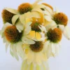 Echinacea Mellow Yellow Live Plant Plug - 1-3" Tall Starter, Attracts Butterflies & Hummingbirds, Outdoor - Image 1