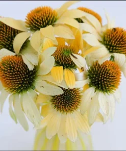 Echinacea Mellow Yellow Live Plant Plug - 1-3" Tall Starter, Attracts Butterflies & Hummingbirds, Outdoor - Image 1