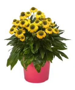 Echinacea Mellow Yellow Live Plant Plug - 1-3