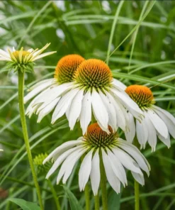Echinacea White Swan Live Plant - White Coneflower Starter Plug, 1.25-inch Pot - Image 10