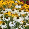 Echinacea White Swan Live Plant - White Coneflower Starter Plug, 1.25-inch Pot - Image 1