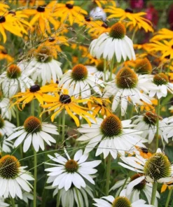 Echinacea White Swan Live Plant - White Coneflower Starter Plug, 1.25-inch Pot - Image 1