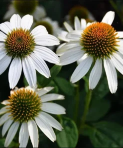 Echinacea White Swan Live Plant - White Coneflower Starter Plug, 1.25-inch Pot - Image 3