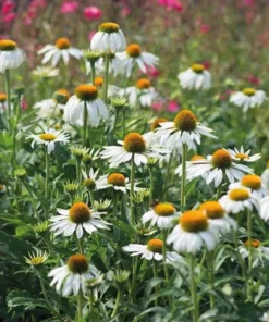 Echinacea White Swan Live Plant - White Coneflower Starter Plug, 1.25-inch Pot - Image 5
